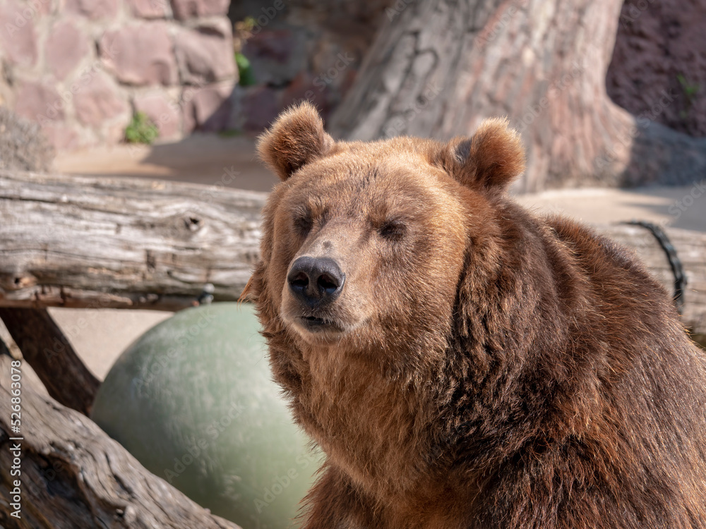 Brown bear Ursus arctos portrait on the hunt Brown bear Ursus arctos portrait on the hunt