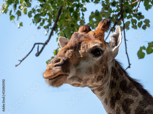 Beautiful giraffe stands tall on blue sky background