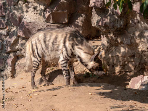 Portrait of a spotted hyena in the shade of trees