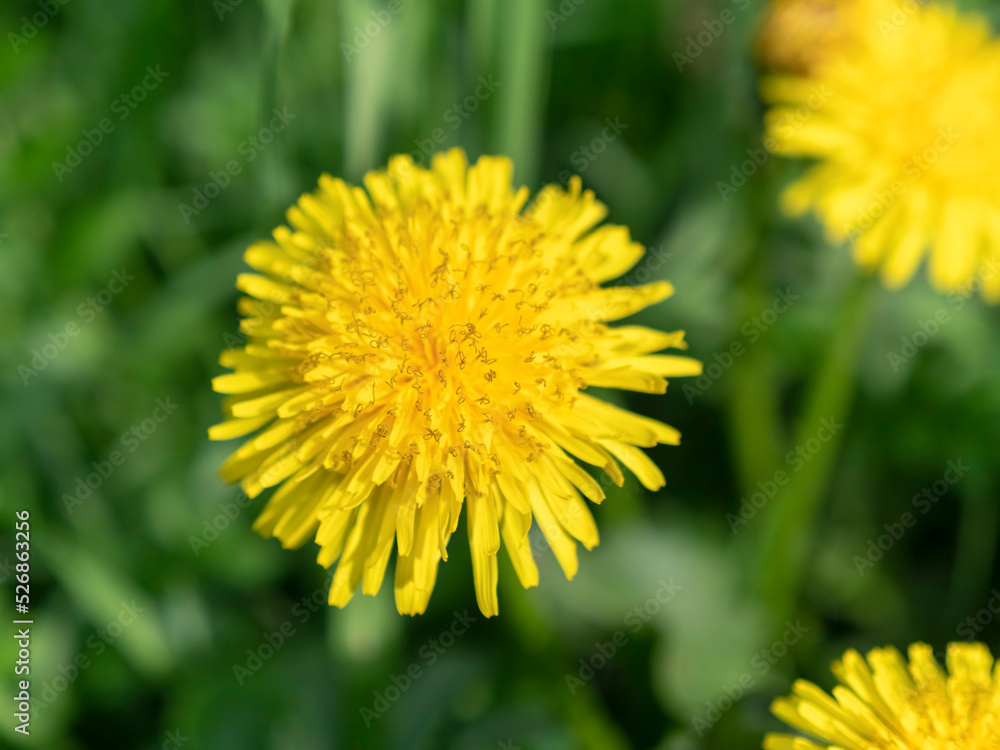 Spring background of yellow dandelion meadow Spring background of yellow dandelion meadow
