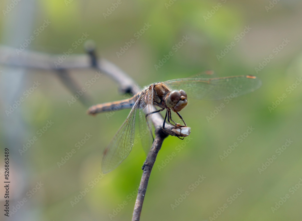 Dragonfly sitting on a flower in the middle of a field Dragonfly sitting on a flower in the middle of a field