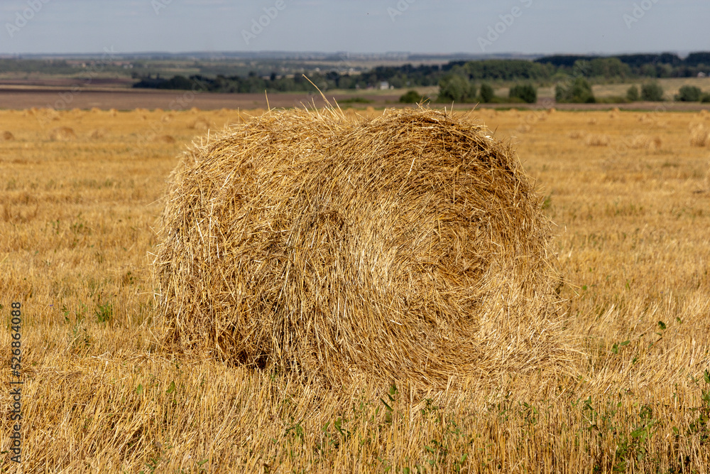 Yellow grain ready for harvest growing in a farm field Yellow grain ready for harvest growing in a farm field