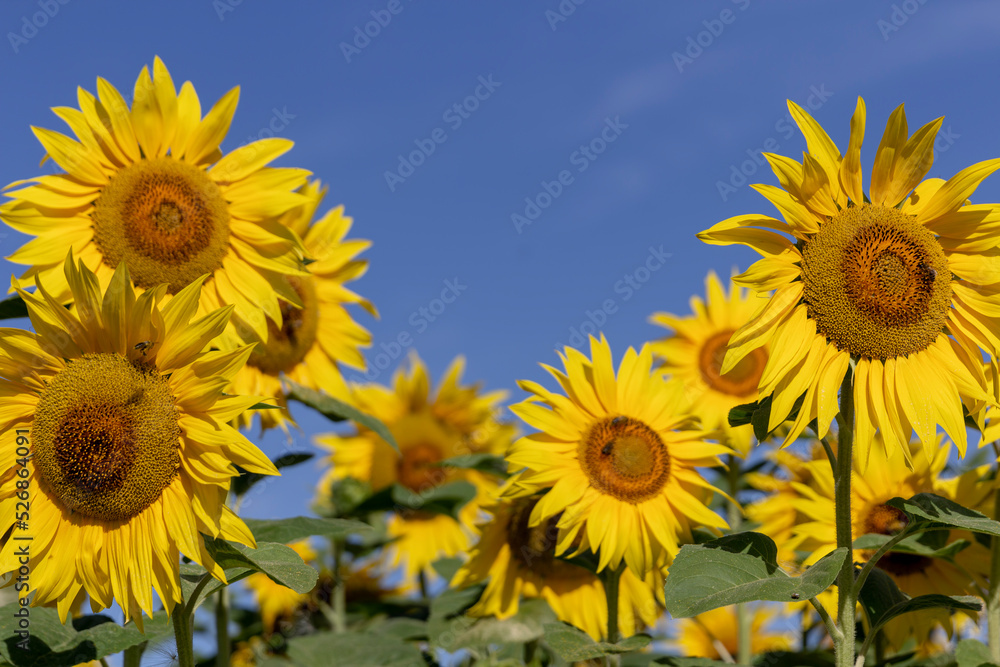 Field of flowering sunflowers with bees collecting honey Field of flowering sunflowers with bees collecting honey