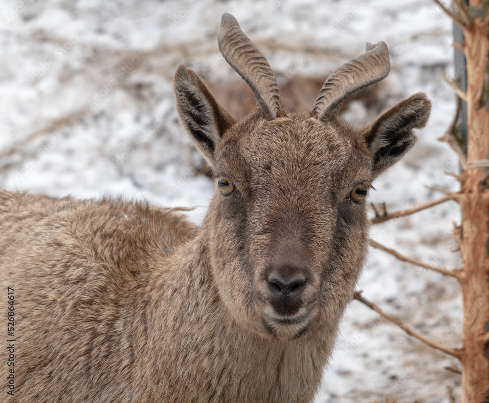 Beautiful mountain goat with helical long horns on the background of rocks Beautiful mountain goat with helical long horns on the background of rocks