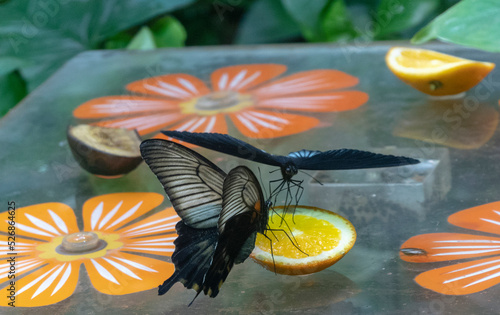 Blue Morpho, Morpho peleides, big butterfly sitting on green leaves, beautiful insect in the nature habitat, wildlife, Amazon, Peru, South America photo