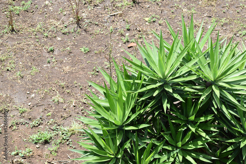 Planta con hojas verdes llamada Izote. Ambiente natural al aire libre  espacio para texto al lado izquierdo.