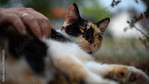 Fotografie tricolour cat is being petted outdoor