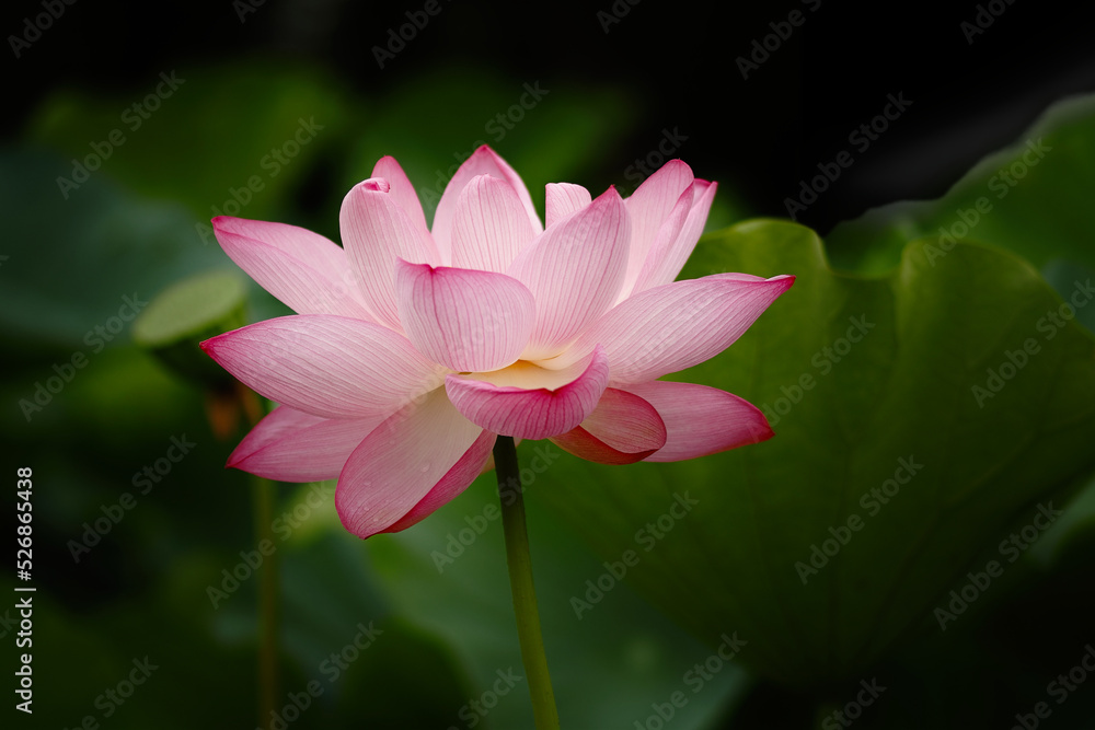 Close-up of bright pink lotus flower in full bloom isolated on green leaves background, taken in Kyoto garden in Japan during my romantic honeymoon Close-up of bright pink lotus flower in full bloom isolated on green leaves background, taken in Kyoto garden in Japan during my romantic honeymoon