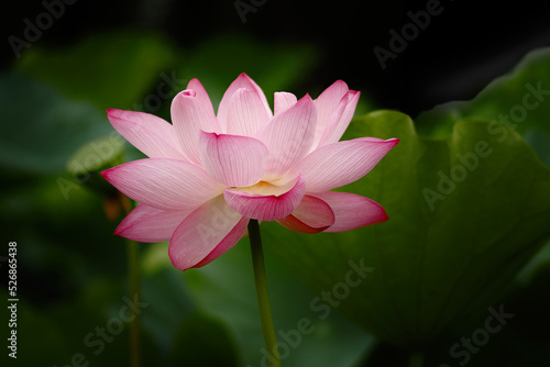 Close-up of bright pink lotus flower in full bloom isolated on green leaves background  taken in Kyoto garden in Japan during my romantic honeymoon