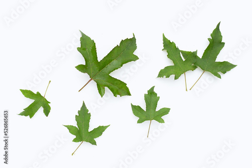 Green maple leaves on white background
