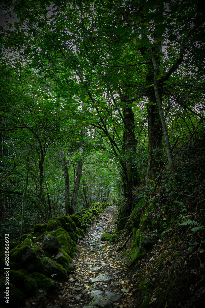 Chemin de Saint Jacques de Compostelle dans l'Aubrac