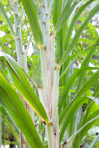 Sugar cane plant with green leaves
