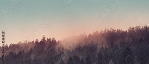 Valokuva Misty foggy mountain pine forest at sunrise