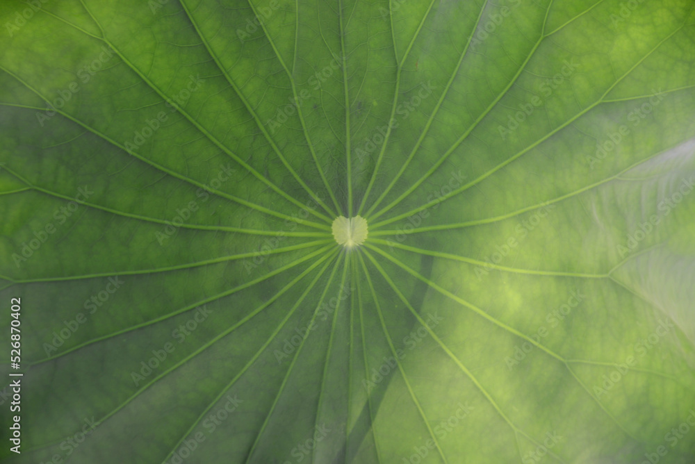 Close up lotus leaf texture for background with soft sunlight translucent from backward Close up lotus leaf texture for background with soft sunlight translucent from backward
