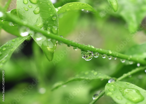 Raindrops on the green branches after the rain, in the morning looks wet and fresh.