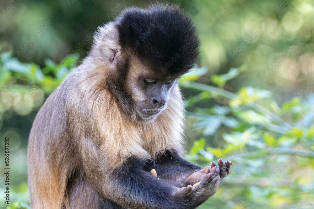 Fototapeta premium Monkey in portrait and closeup in selective focus with blurred background and looking at his hands