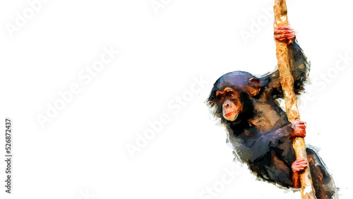 Photography Digital painting of a baby chimpanzee climbing a vine isolated on a white backgr