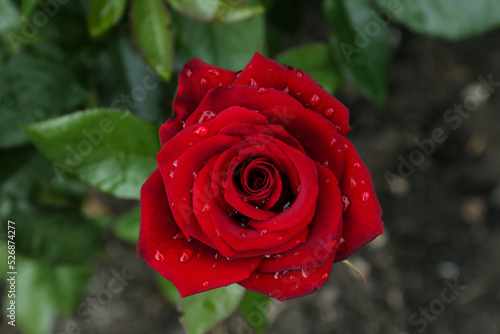 Fototapeta Naklejka Na Ścianę i Meble -  Beautiful red rose flower with dew drops in garden, top view