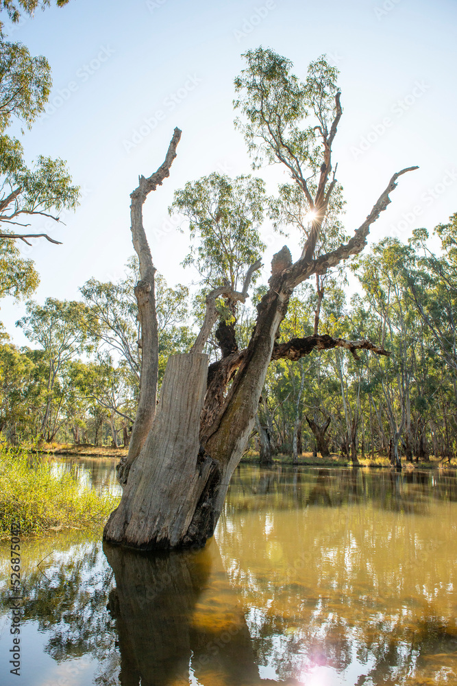The flooded Lachlan river at Hillston in western New South Wales, Australia.