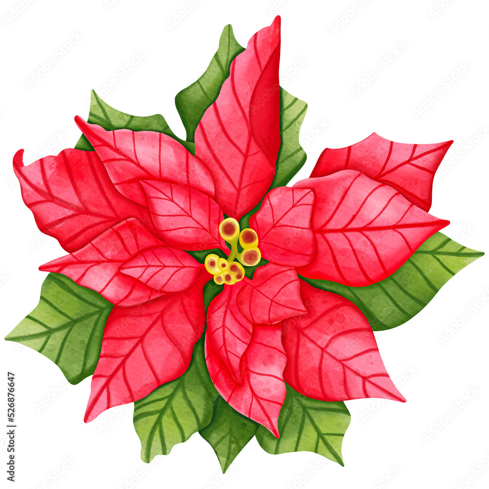 Christmas Poinsettia, Digital paint watercolor illustration