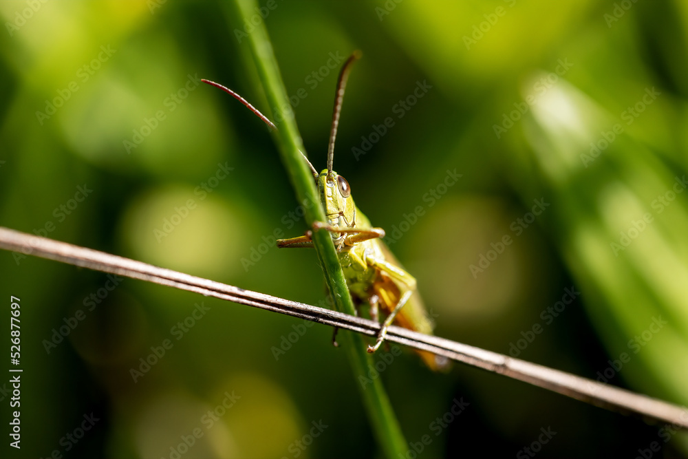 Macro photo of Meadow grasshopper is hiding behind a stalk of grass. Horizontally. Macro photo of Meadow grasshopper is hiding behind a stalk of grass. Horizontally.