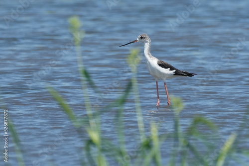 black winged stilt in a pond