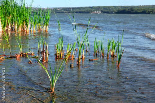 Lake place for fishing . Reed in lake water 