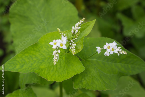 そばの花