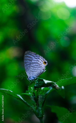 Close up picture of a tiny gray color moth on a leaf with a green color background