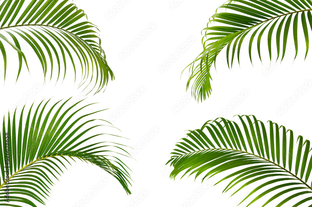 set of palm leaves isolated on white background.