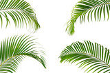 set of palm leaves isolated on white background.