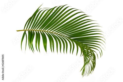 Palm leaf isolated on white