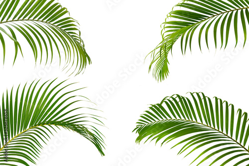 set of palm leaves isolated on white background.