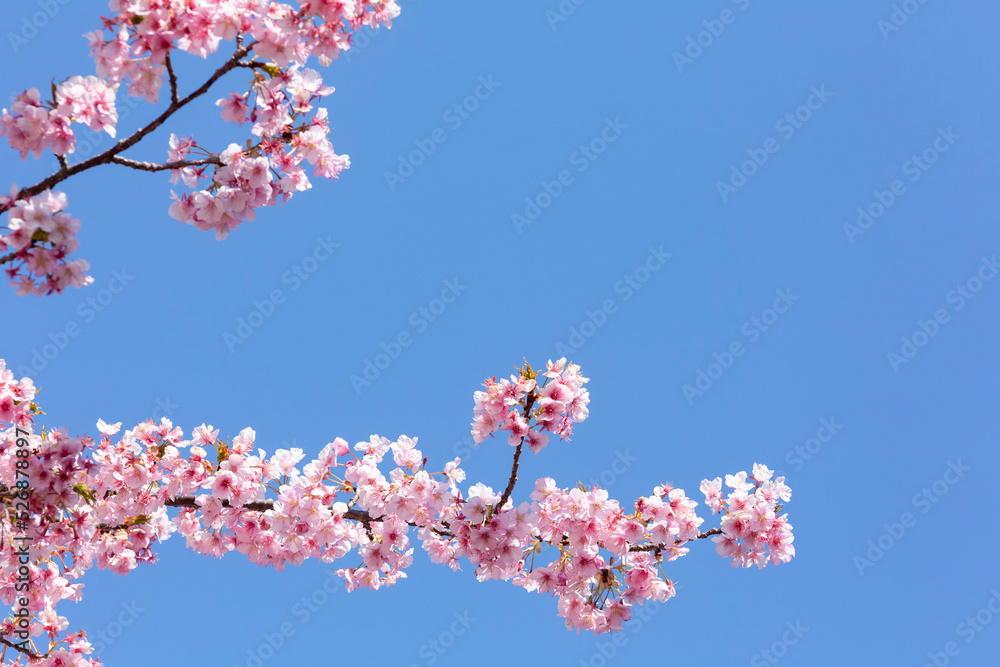 青空の中の河津桜 鹿児島市石橋公園
青空の中の河津桜 鹿児島市石橋公園