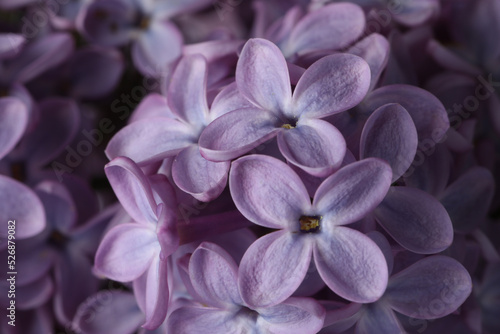 Closeup view of beautiful blossoming lilac as background