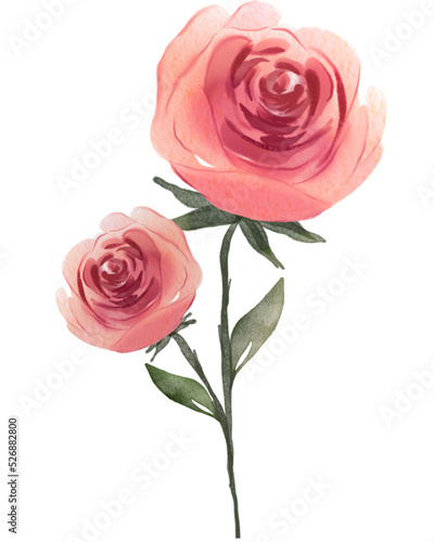 pink rose isolated on white background