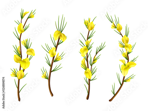 Realistic isolated rooibos plant with flowers, redbush. Vector plant branches of red tea with leaves and yellow blossoms. Aspalathus linearis fresh herb, herbal tea, antioxidant beverage