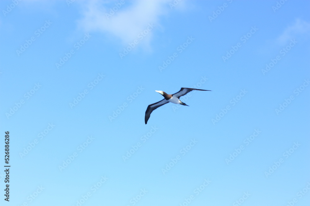 seabirds and sky