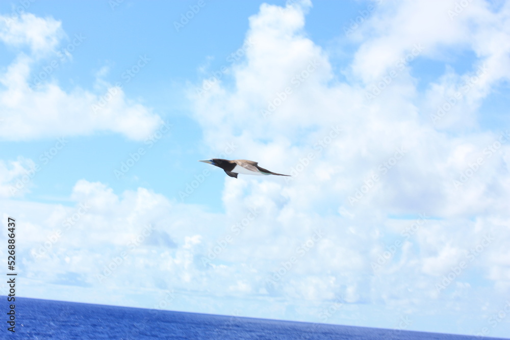 seabirds and sky