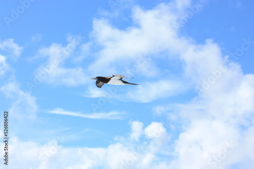 seabirds and sky