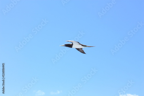 seabirds and sky