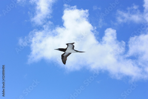 seabirds and sky