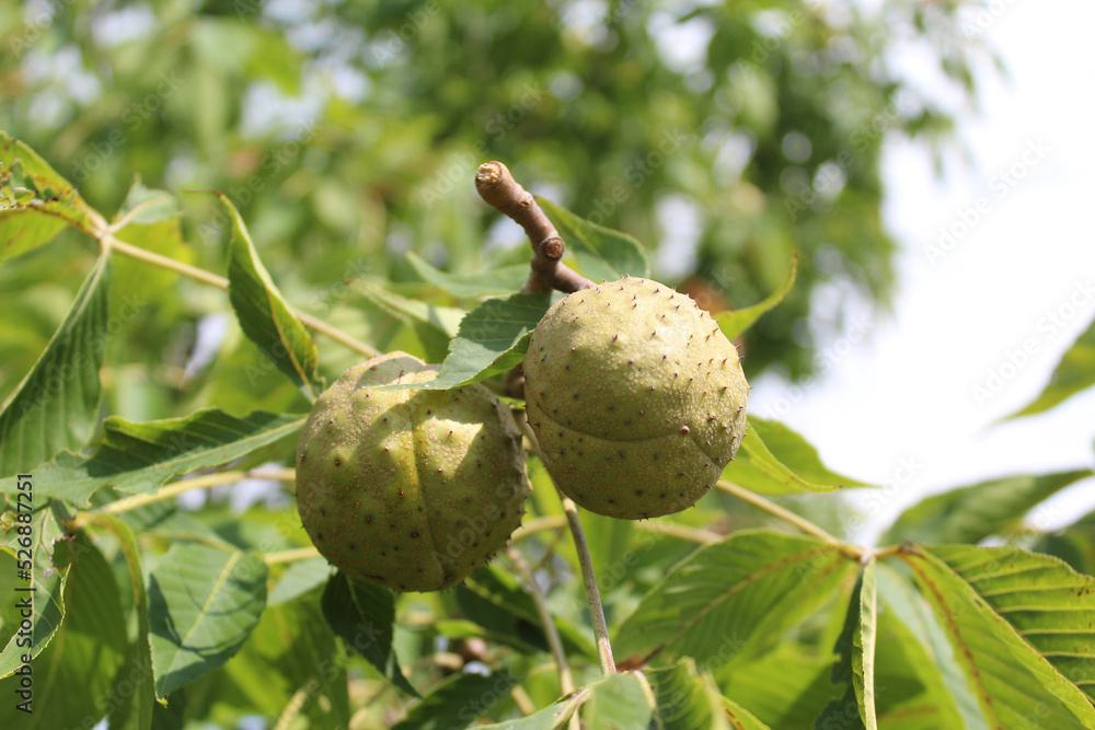 Ohio buckeye nuts at Blackwell Forest Preserve in Warrenville, Illinois Ohio buckeye nuts at Blackwell Forest Preserve in Warrenville, Illinois
