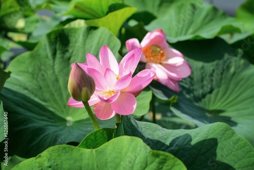 pink lotus flower лотос комарова