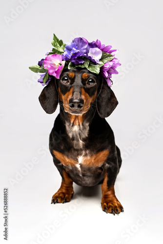 portrait of a Dachshund wearing flower crown