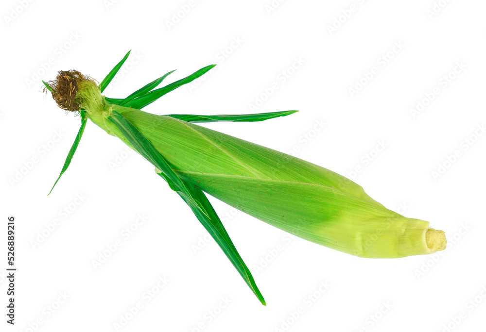 fresh corn cob isolated on white background fresh corn cob isolated on white background