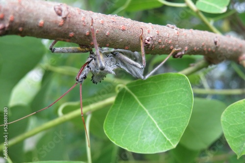 Arilus cristatus bug on plant in Florida nature photo