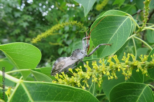 Arilus cristatus bug on plant in Florida nature photo