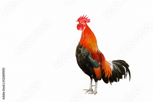 Rooster bantam crows isolate on white background.