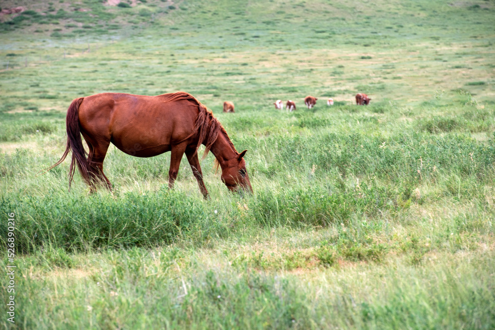 Fototapeta premium Horses under blue sky and white clouds